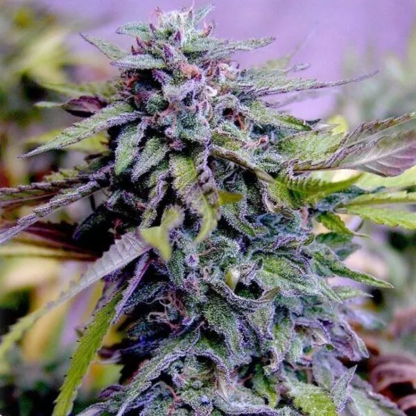 Granddaddy-Purple-600x600-1.webp