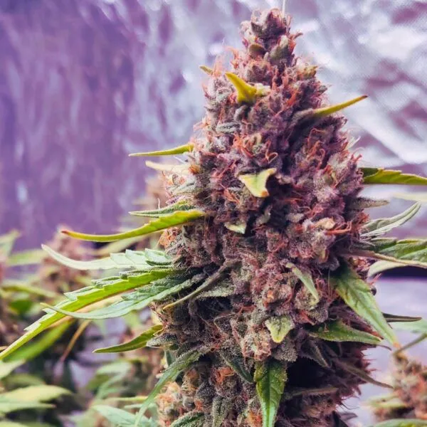Purple-Haze-600x600-1.webp