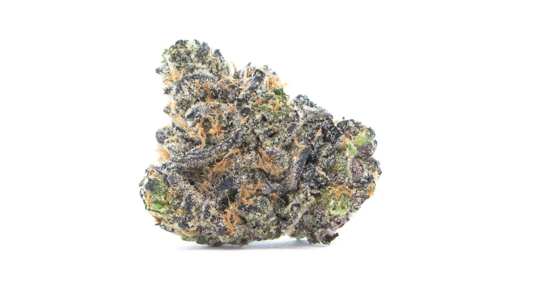 apple-fritter-bud-picture.webp