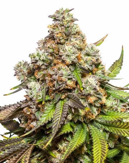 fruity-pebbles.webp