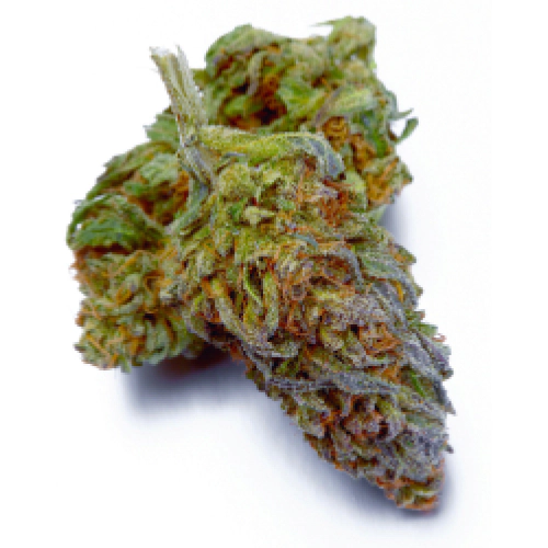 indica-dominant-hybrid_541490278.webp